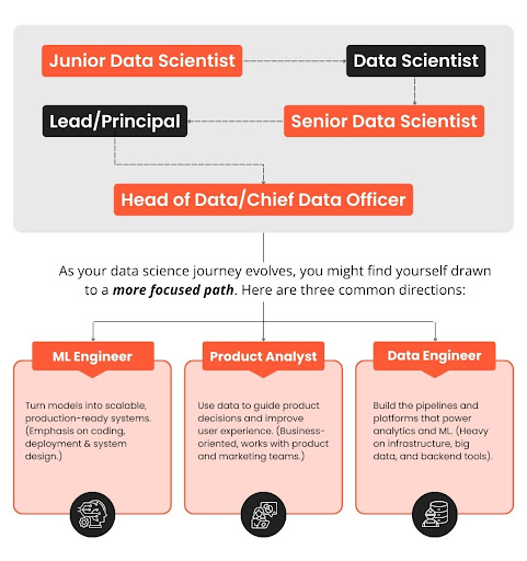 Data Scientist career path from junior to senior roles